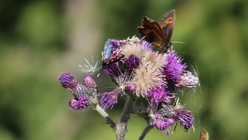 Nachhaltige Möbel von “ADA . Mindful Living” – 100% in Europa gefertigt.