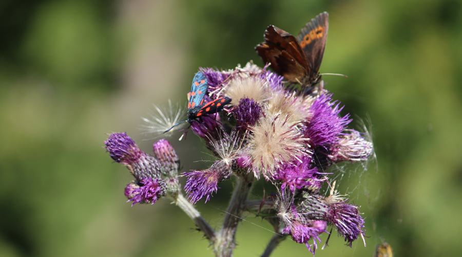 Wir lieben nachhaltige Möbelproduktion – 100% aus Europa: ADA . Mindful living Wir lieben nachhaltige Möbelproduktion - 100% aus Europa: ADA . Mindful living