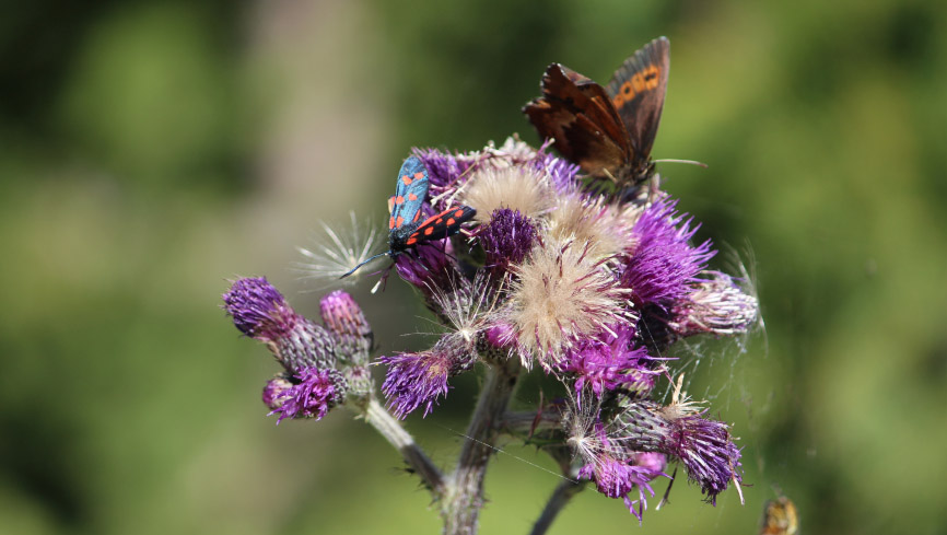 Nachhaltige Möbel von „ADA . Mindful Living“ – 100% in Europa gefertigt. Nachhaltige Möbel von "ADA . Mindful Living" - 100% in Europa gefertigt.