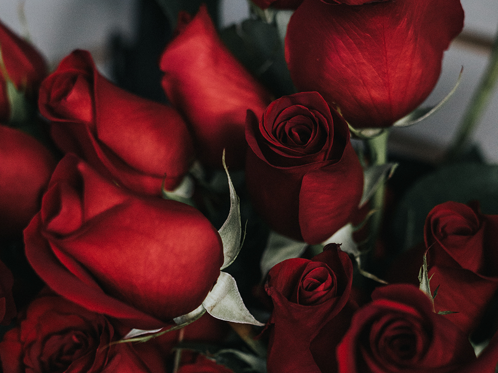 Strauß Rosen Strauß Rosen