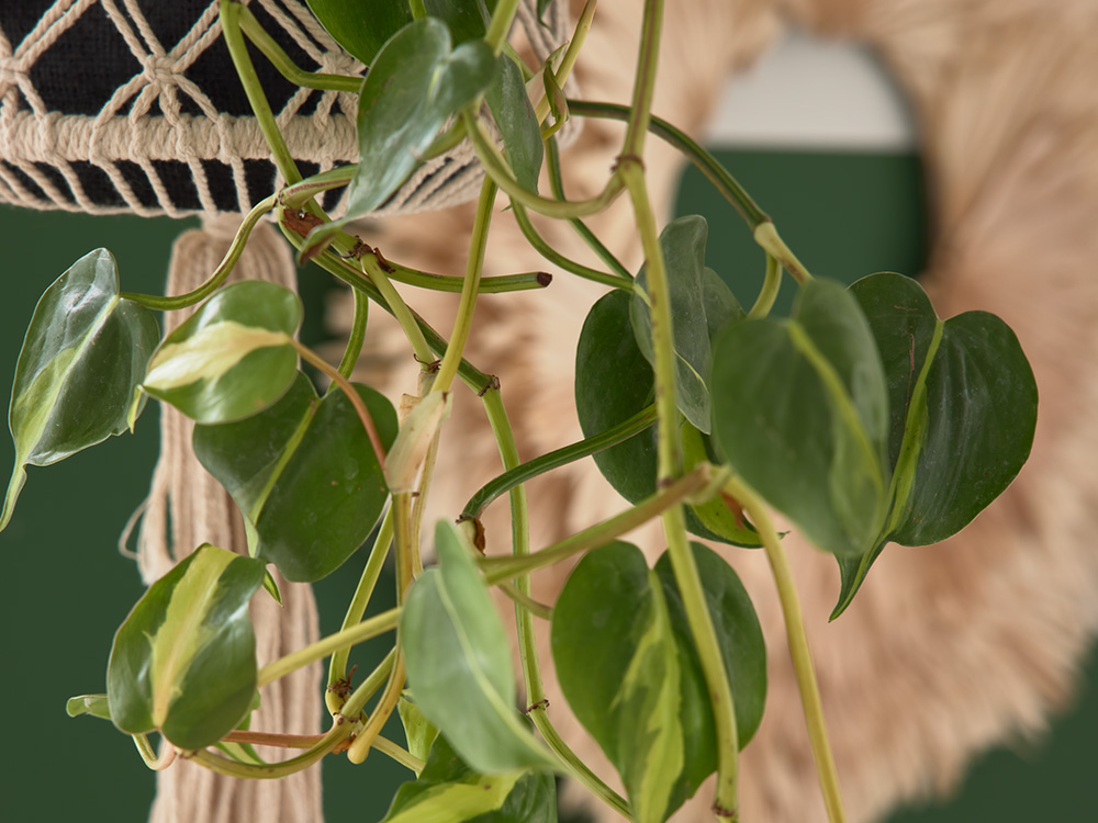 Pflanzen-Detail Pflanzen-Detail