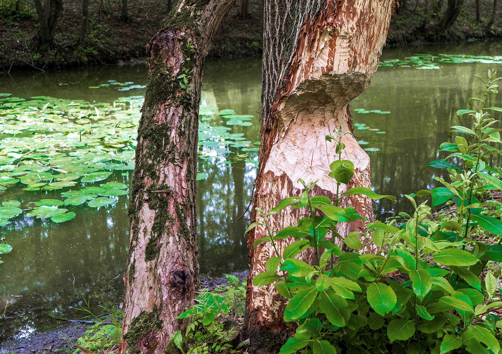 Tree on river bank gnawed by beavers Baum mit Biber Bissspuren in einem Biotop